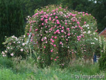 backhaus2008