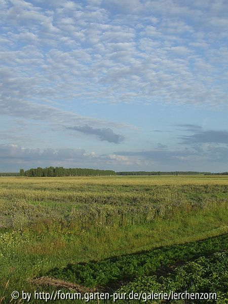 Morgenfelder