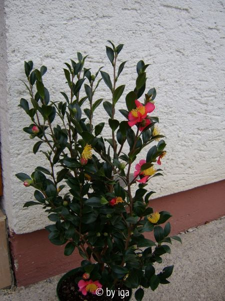 yuletide neu1