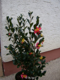 yuletide neu1