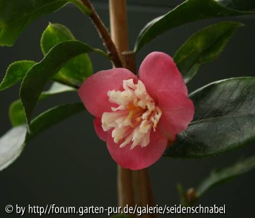 Scented Gem