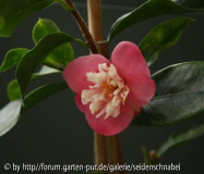 Scented Gem
