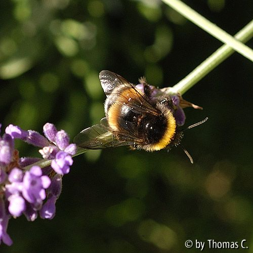 Hummel-Fummel