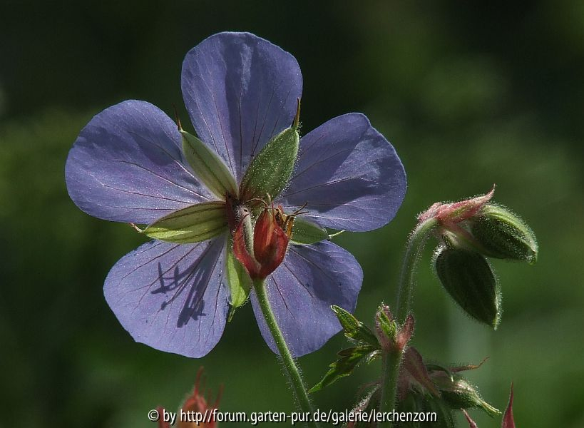 Wiesen-Storchschnabel (Geranium pratense)