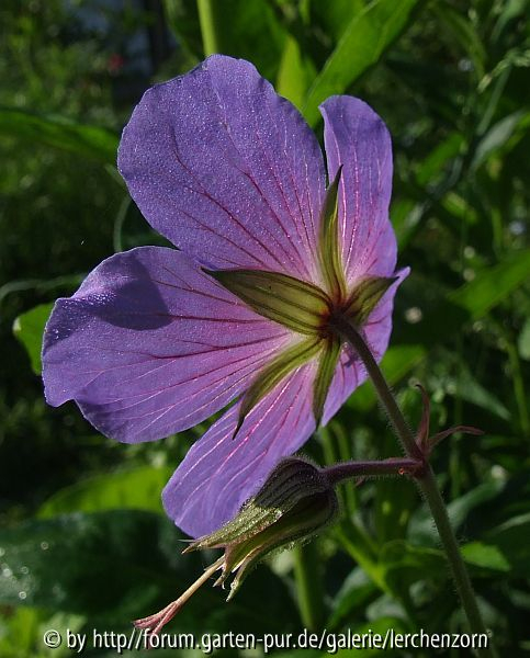Himalaya-Storchschnabel (Geranium himalayense)