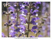 Wiesensalbei (Salvia pratensis)