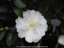 Camellia sas. Mine-no-yuki