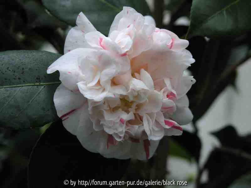 Camellia Hyb. Willi