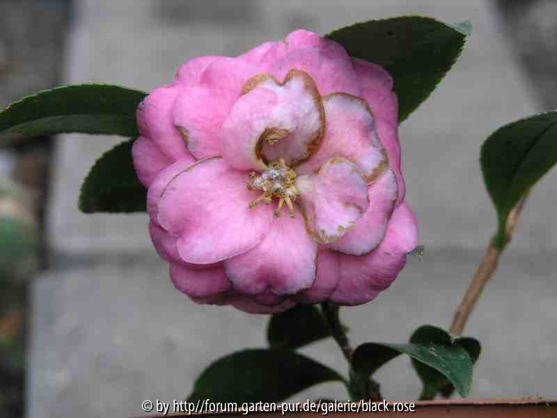 unbekannte rosa  halbgefüllt