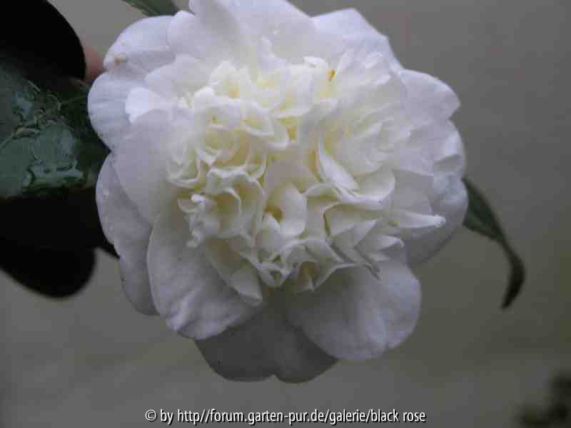 Camellia jap. White Grant