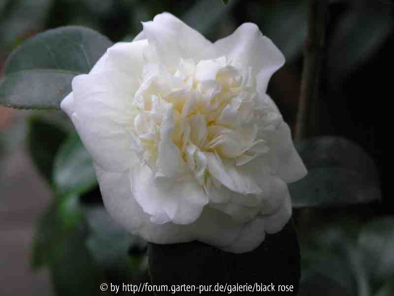 Camellia jap. Alba Superba
