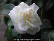 Camellia jap. Alba Superba