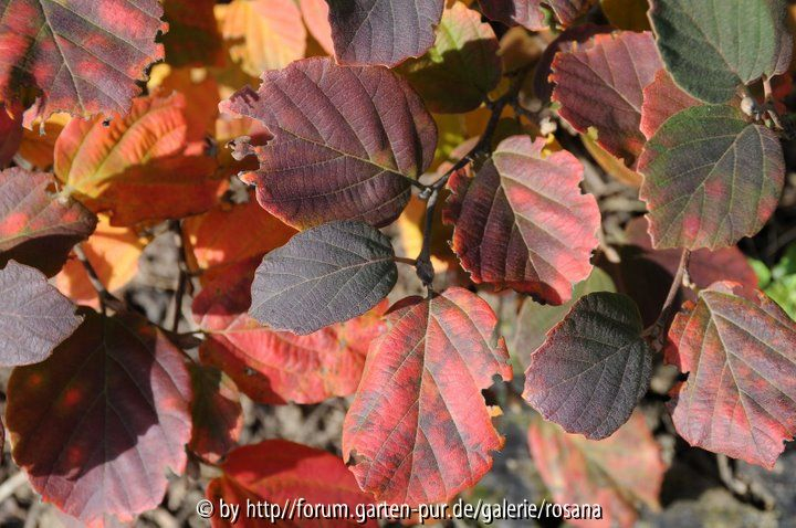 Fothergilla major