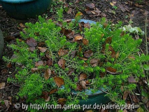 Sedum Angelina
