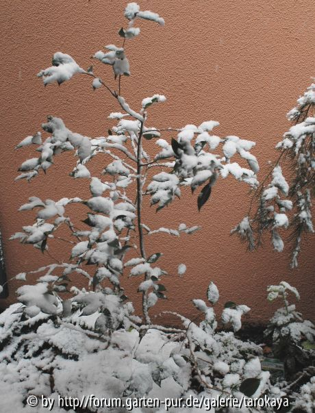 cornish SNOW 11/08