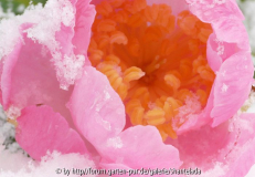 Plantation-Pink-im-Schnee2.jpg