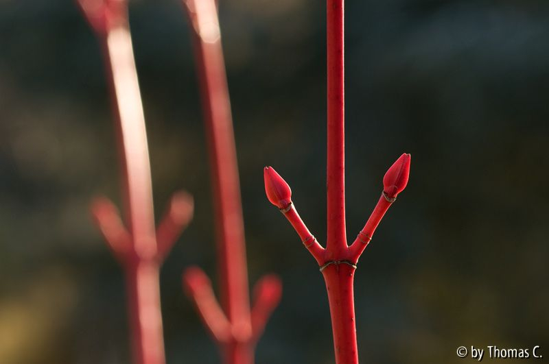 Phönixrot 1