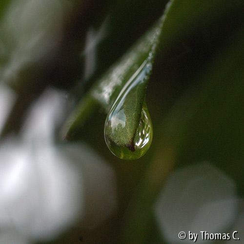 Clematis-Blatt mit Tropfen