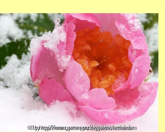 Shanteladas Blüte