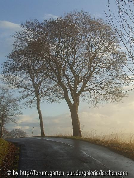 Abendnebel nach dem Regen 3