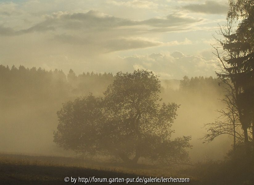 Abendnebel nach dem Regen 1