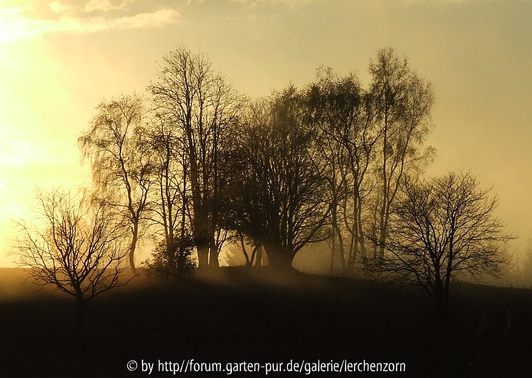 Dunkle Gesellen