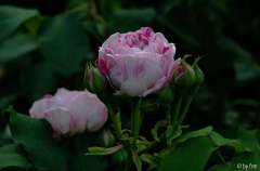 Rosa Honorine de Brabant 2 09-06-2008
