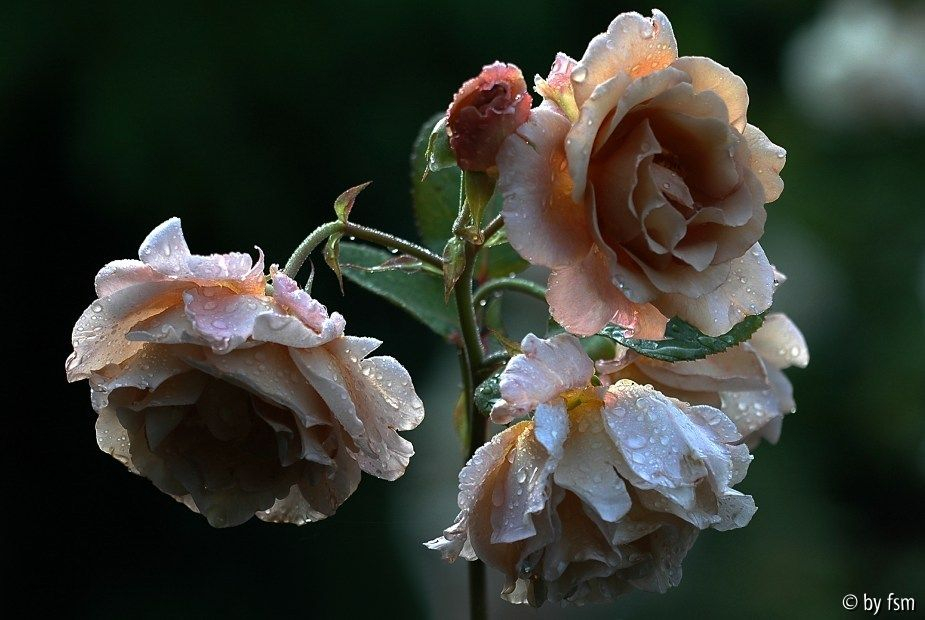 Rosa Julia_s Rose 1 27-07-2008