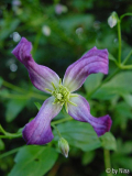 Clematis x triternata Rubromarginata