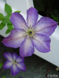 cl_venosa_viol_28_juni_05