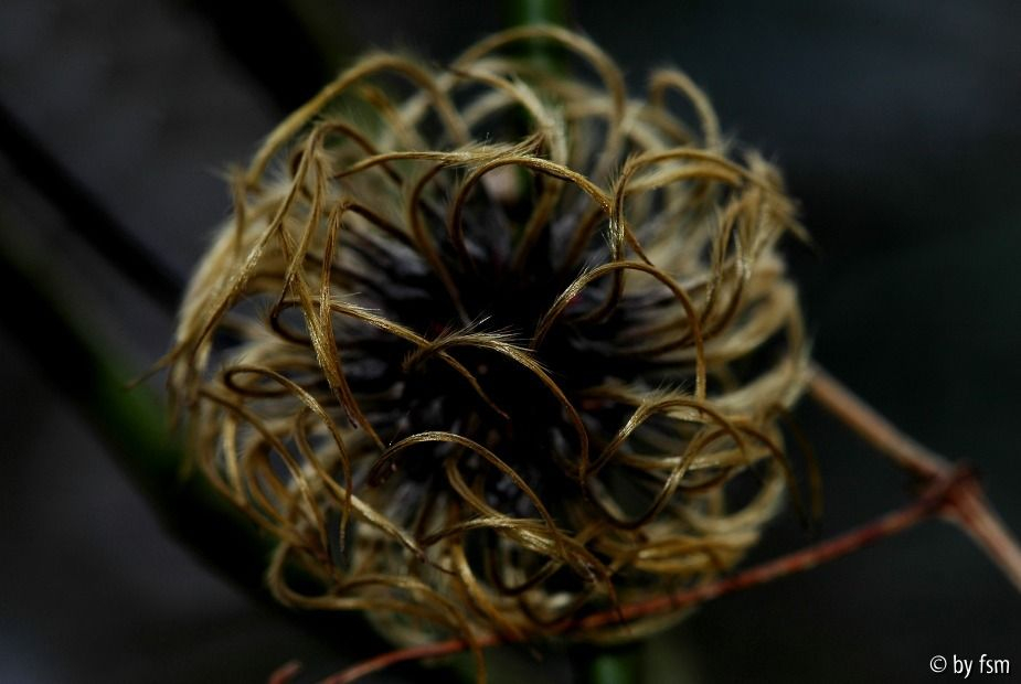 Clematis X 1 23-11-2008