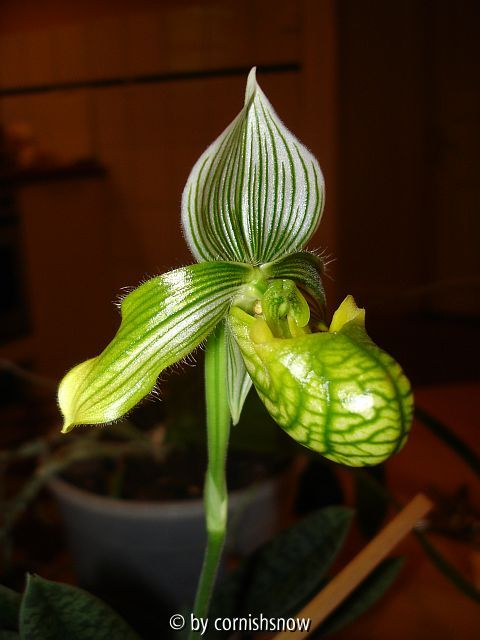 venustum var. album II