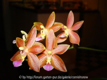 Phalaenopsis 'Helmi'