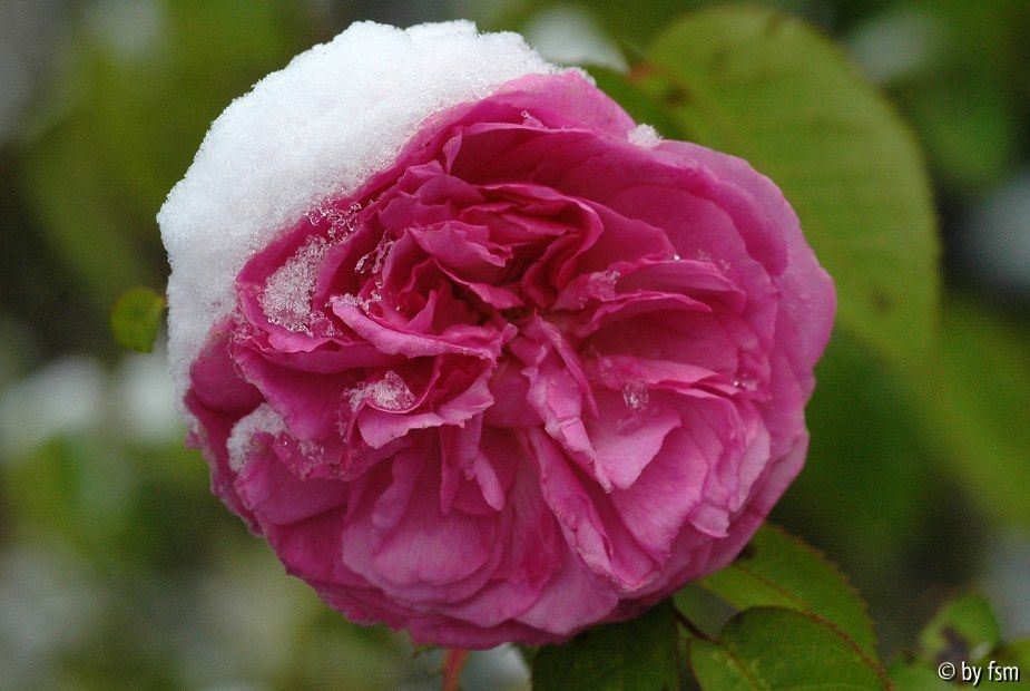 Rosa Yolande d_Aragon 1 23-11-2008