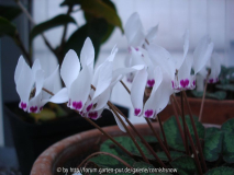 C. x wellensiekii