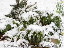 26_3__2008 Planzen im Schnee,klein 010.J