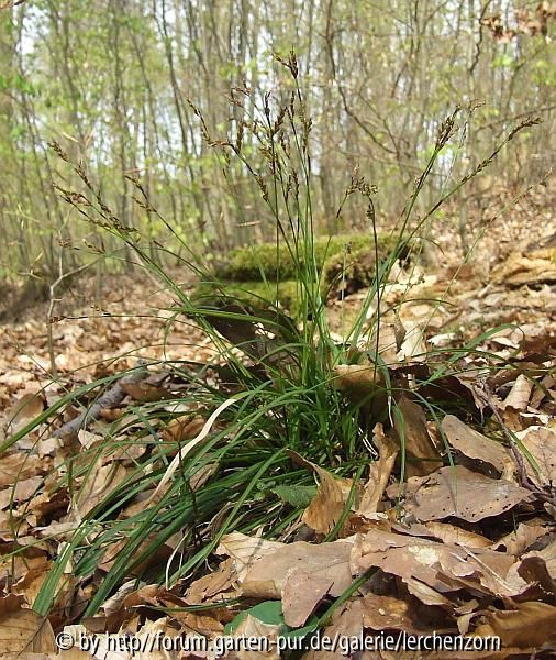 Finger-Segge (Carex digitata)