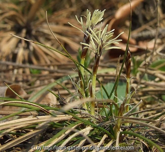 Erd-Segge (Carex humilis)