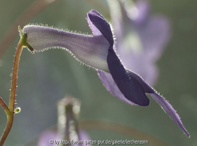 Drehfrucht (Streptocarpus saxorum)