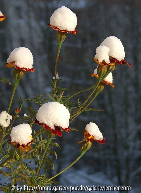 Studenten im Schnee - Erster Frost und erster Schneefall Ende November