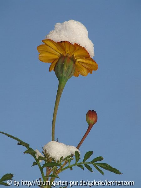 Studenten im Schnee 3