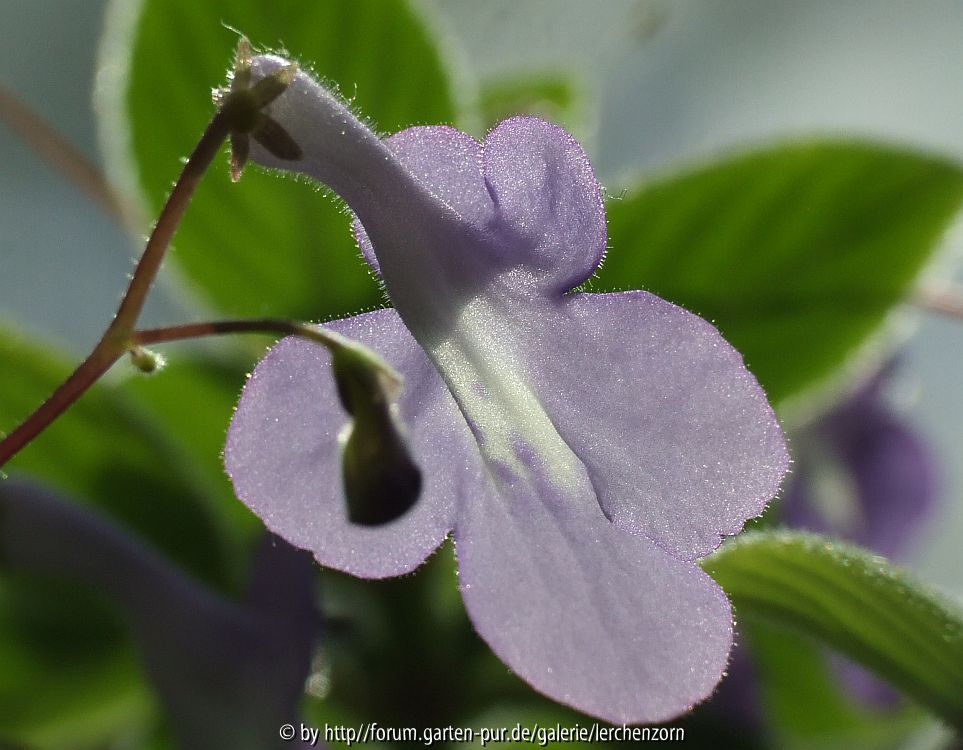 Drehfrucht (Streptocarpus saxorum)