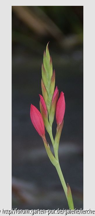 Eisblume 4
