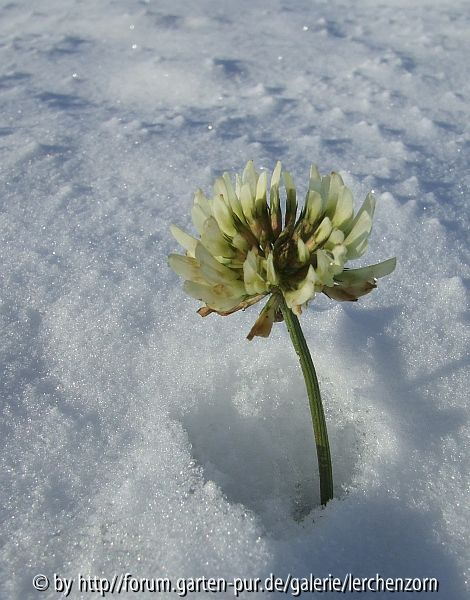 Eisblume 3
