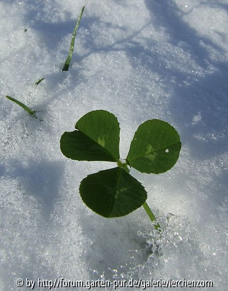 Eisblume 2