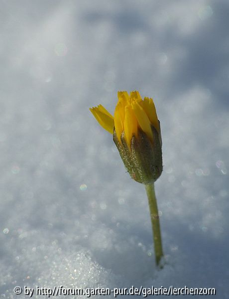 Eisblume 1