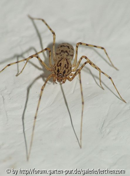 Speispinne (Scythodes thoracica)