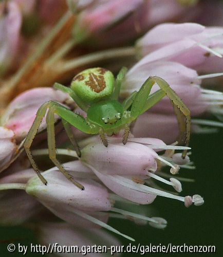 Krabbenspinne (Misumenops tricuspidata)