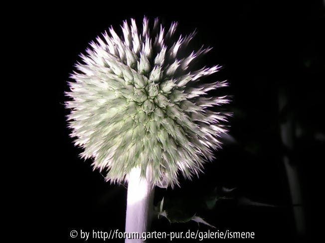 Stachelmond