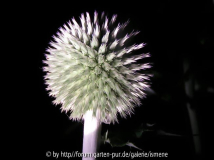 Stachelmond